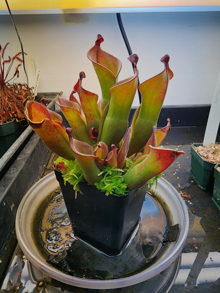 Heliamphora (heterodoxa x minor?) EASY!!