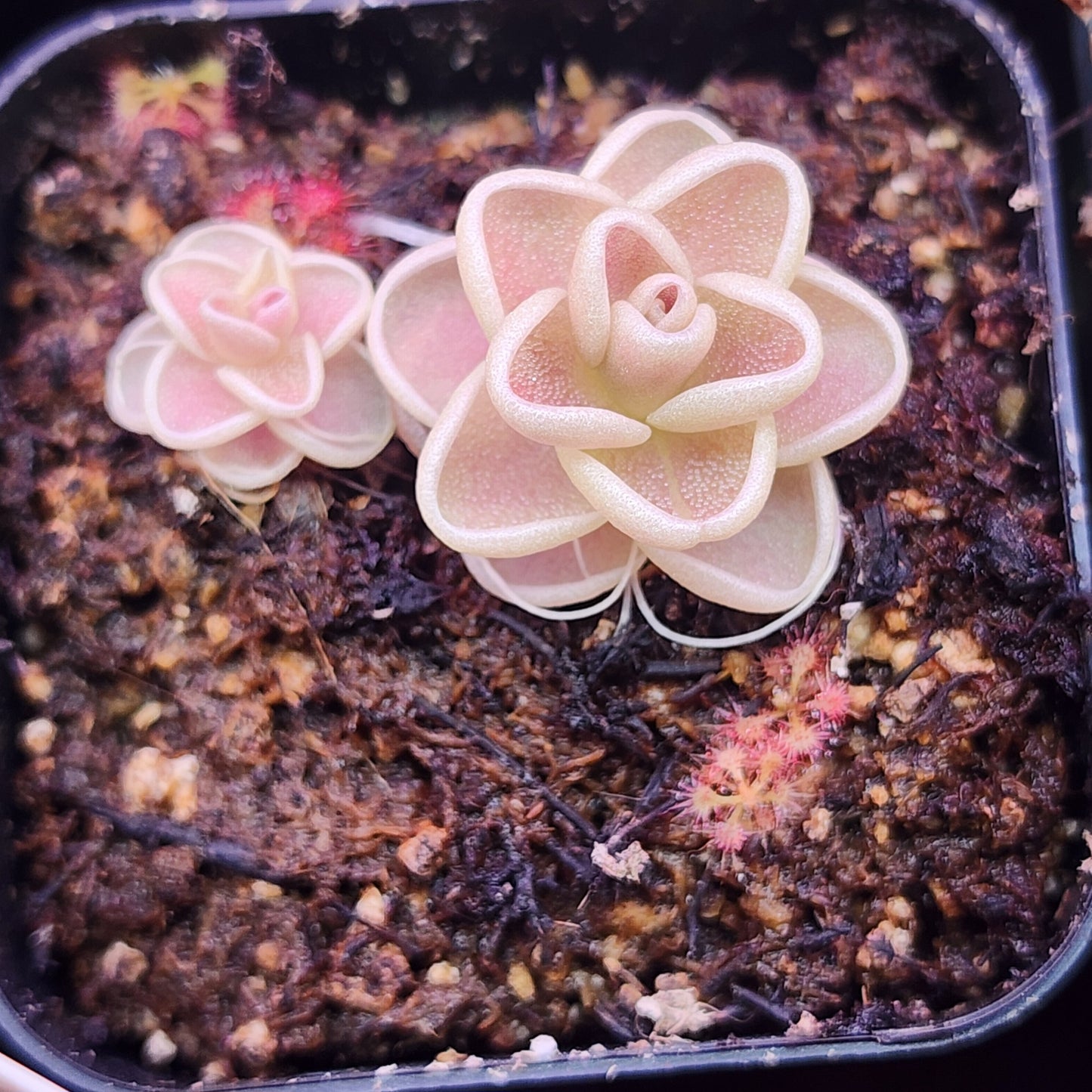 Pinguicula (Yucca Do 1717)