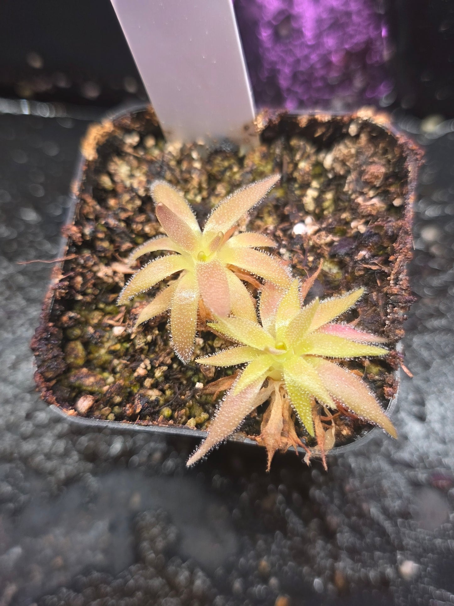 P. (heterophylla x medusina) x gigantea