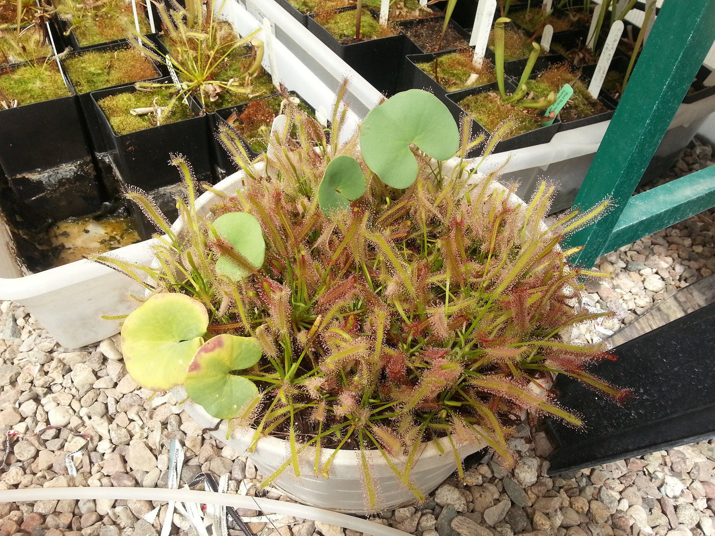 Utricularia cornigera