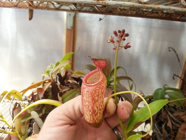 N. ventricosa x aristolochioides