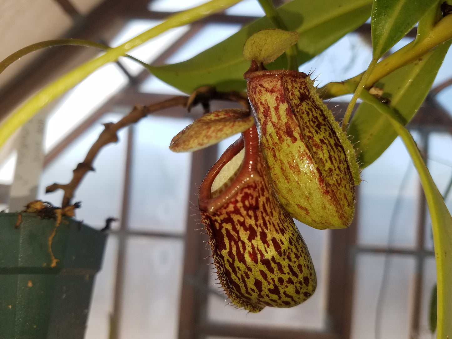 N. ventricosa x maxima & N. "Red Leopard"