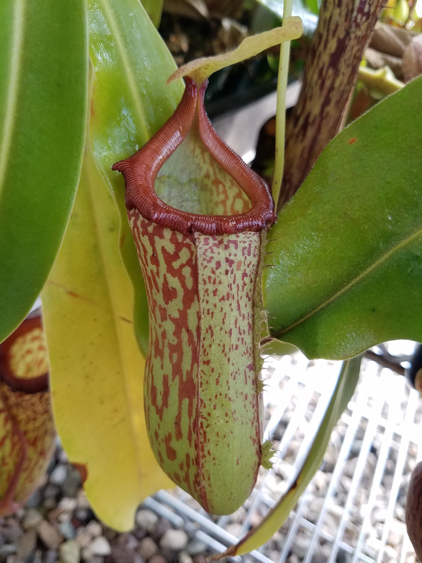N. ventricosa x maxima & N. "Red Leopard"