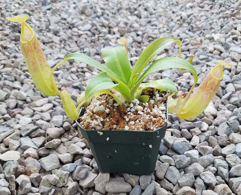 Nepenthes sanguinea
