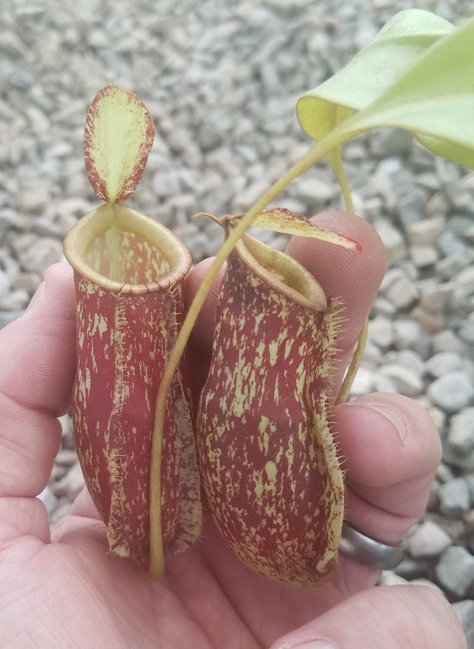 N. ampullaria x mirabilis
