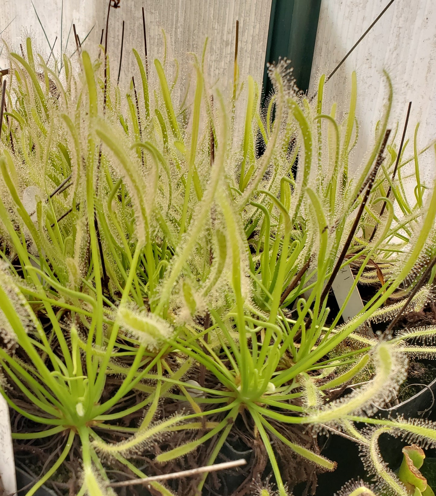 Drosera 'Albino'