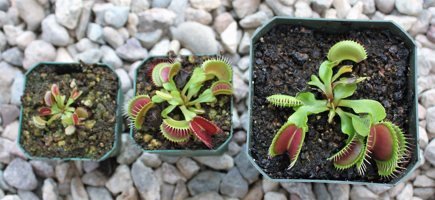 Dionaea muscipula- Venus Flytrap B52 sizes
