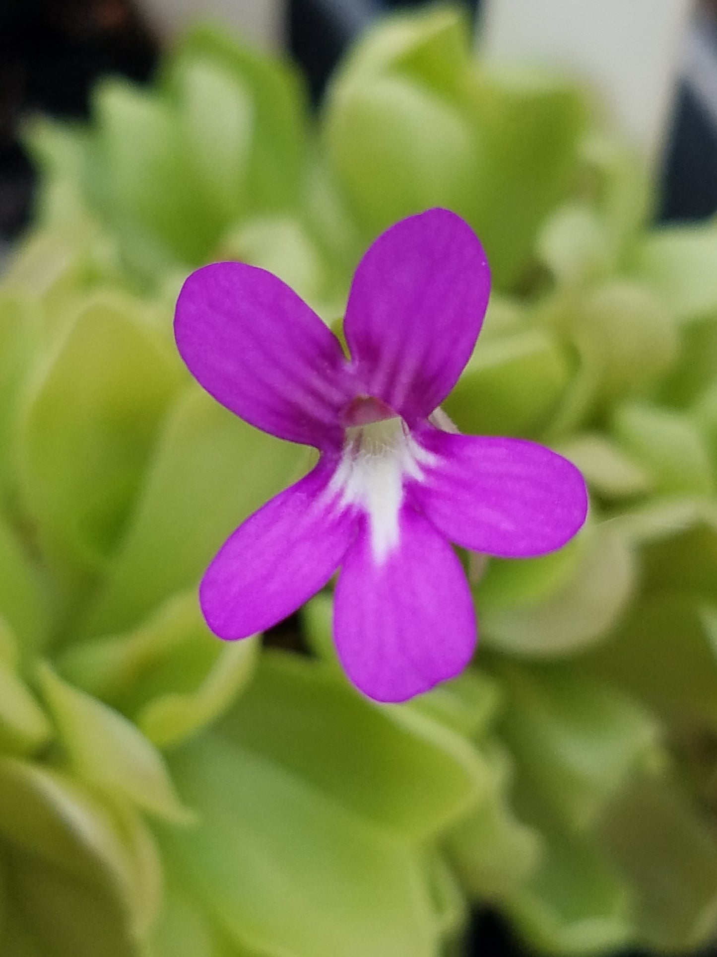 P. 'Sethos' x gypsicola