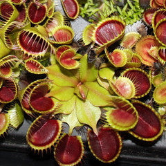 Dionaea muscipula- Venus Flytrap Cupped Trap