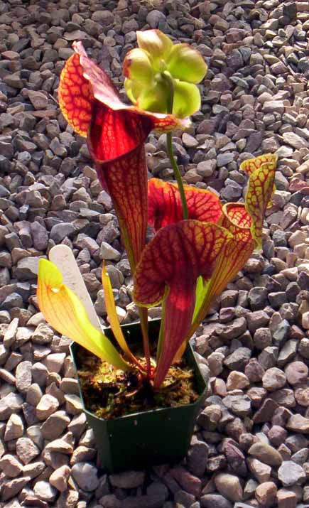 Sarracenia x catesbaei