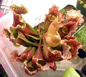 Sarracenia purpurea subsp....