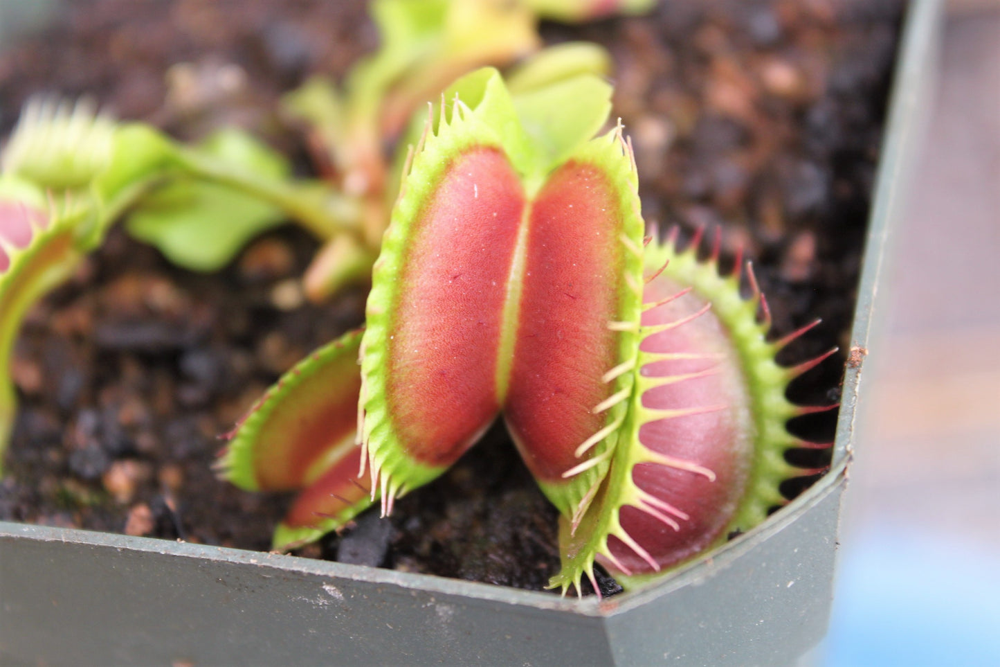 Dionaea muscipula- Venus Flytrap B52 up close trap
