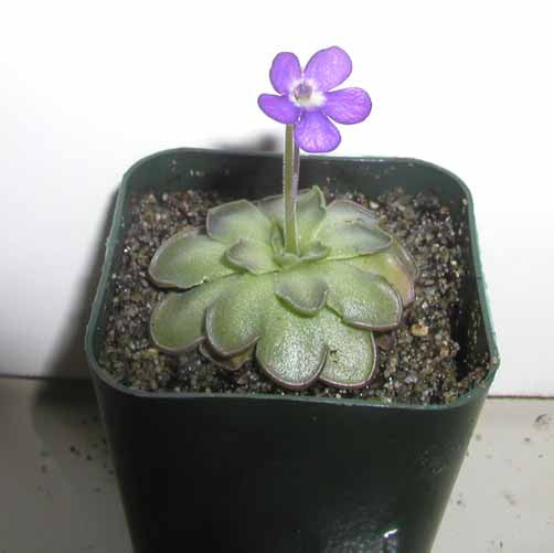 carnivorous plant that looks like a succulent Pinguicula cyclosecta carnivorous plant – FlyTrapShop