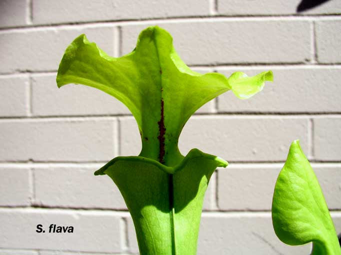 Sarracenia flava