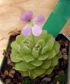 carnivorous plant that looks like a succulent Pinguicula esseriana carnivorous plant – FlyTrapShop