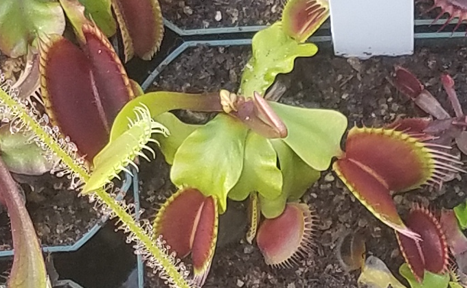 Venus Flytrap "SD Draco"