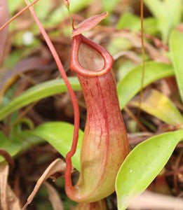 Nepenthes ventricosa