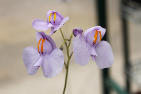 Utricularia