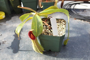 Nepenthes