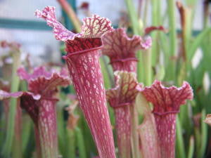 Pitcher Plant