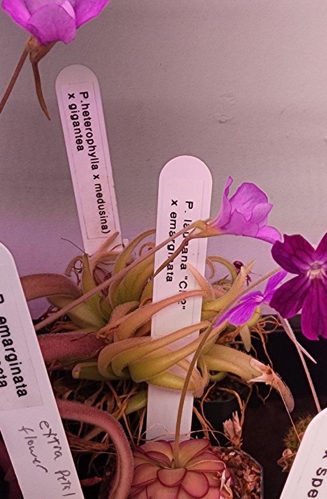 P. (heterophylla x medusina) x gigantea