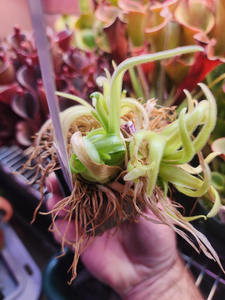 P. (heterophylla x medusina) x gigantea