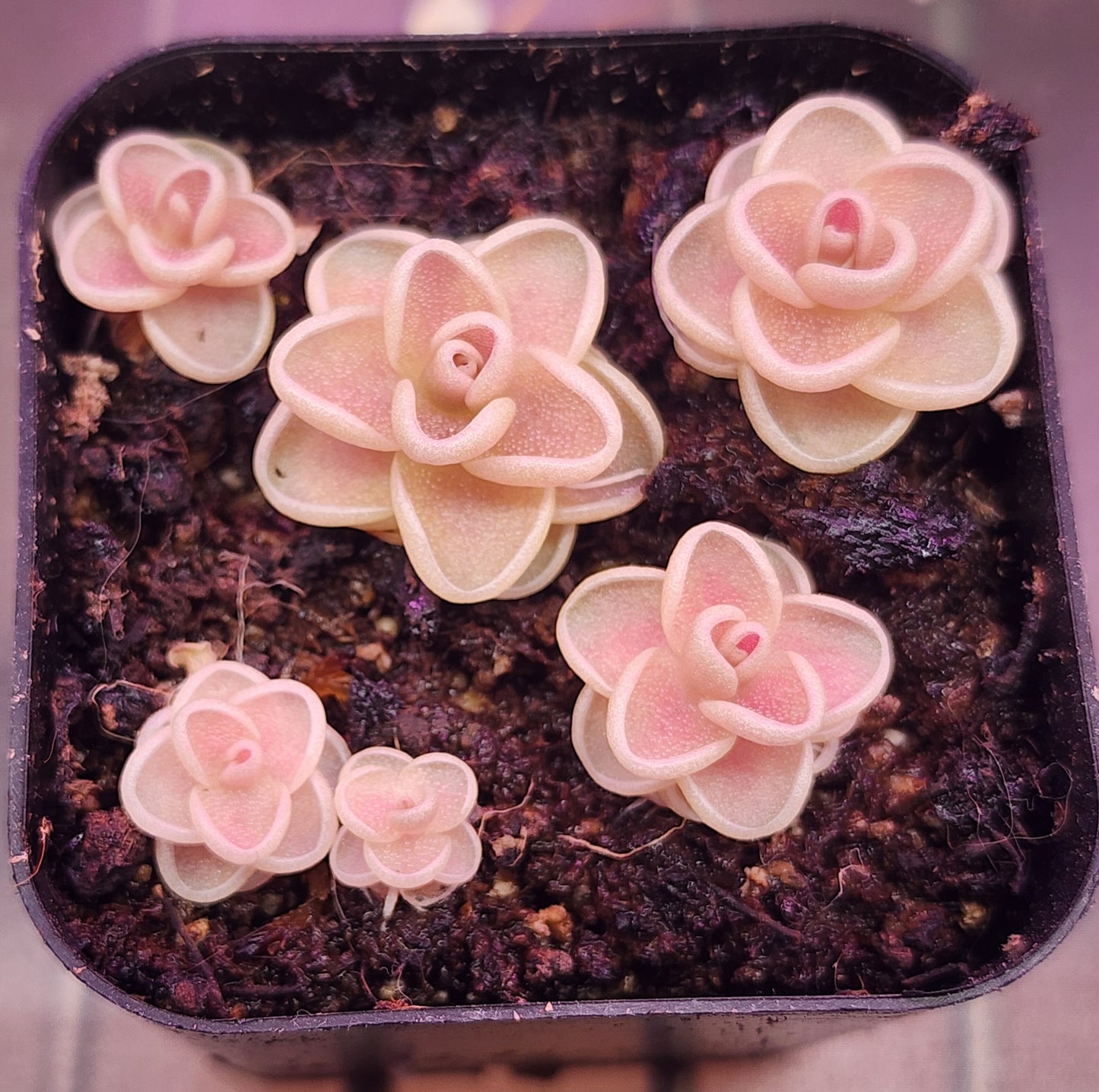 Pinguicula (Yucca Do 1717)