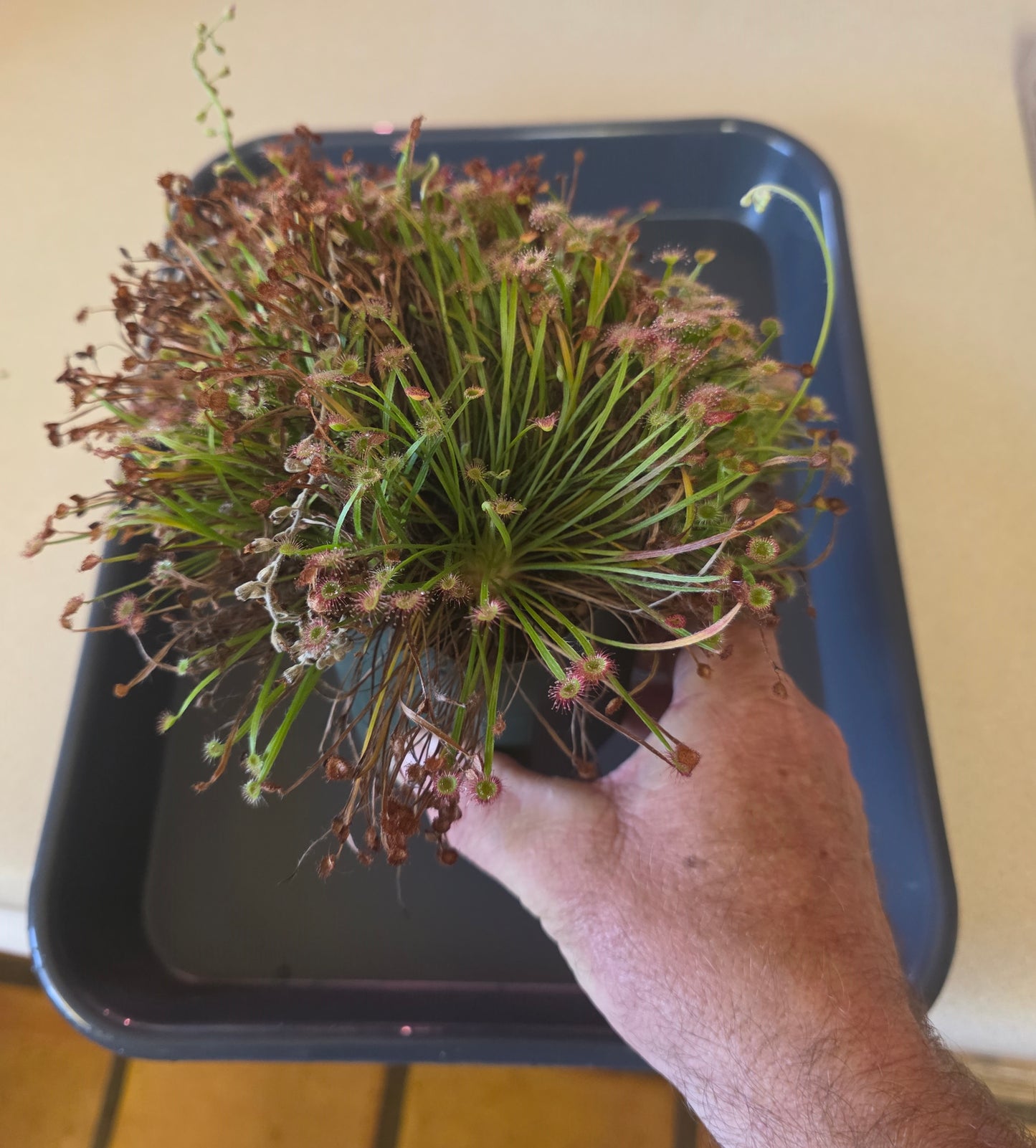 Drosera dilatato-petiolaris