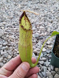N. 'Ile de France'