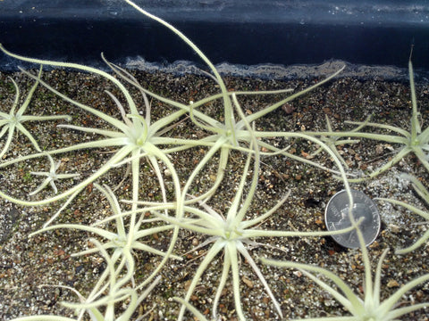 Pinguicula gypsicola