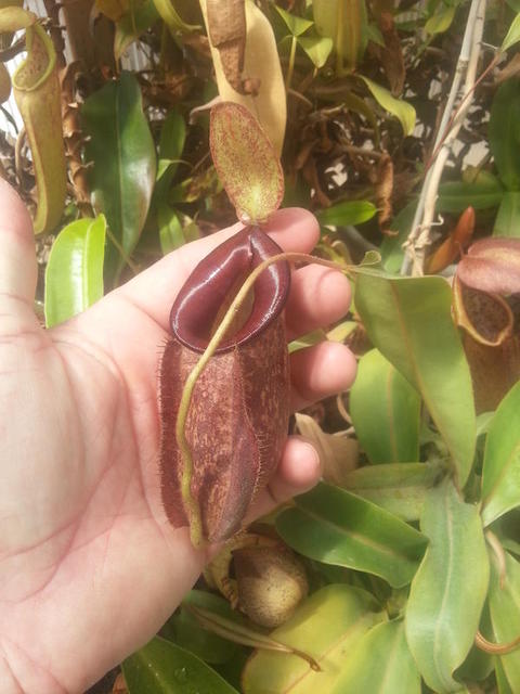N. ampullaria x mirabilis