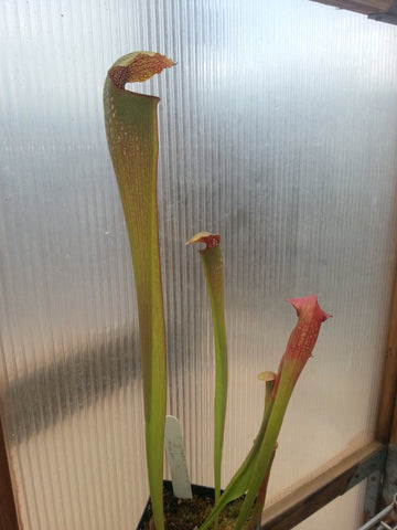 S. alata x S. minor