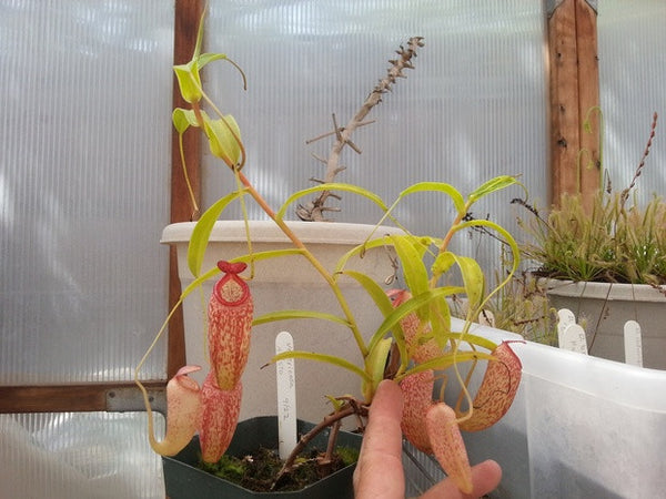 N. ventricosa x aristolochioides