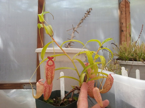 N. ventricosa x aristolochioides