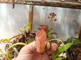 N. ventricosa x aristolochioides