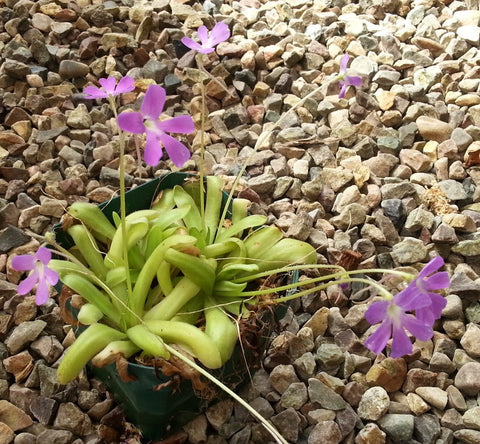 Pinguicula moctezumae x P. sp ‘Kohres’