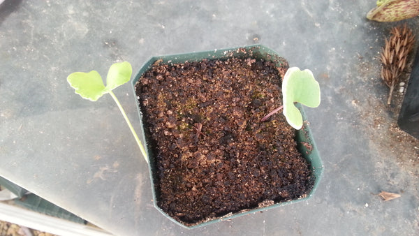 Utricularia cornigera
