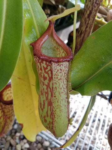 N. ventricosa x maxima & N. "Red Leopard"