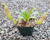 Nepenthes sanguinea