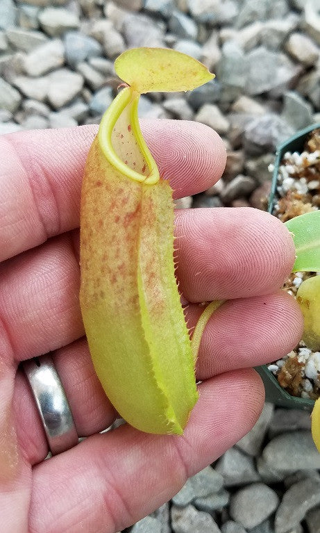 Nepenthes sanguinea pitcher