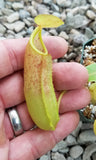 Nepenthes sanguinea pitcher