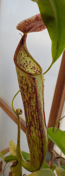N. thorelii x N. wittei