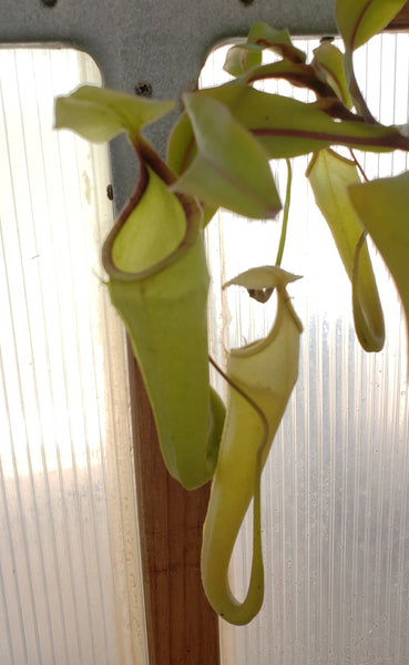Nepenthes mindanaoensis