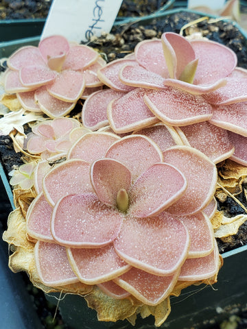 Pinguicula 'Pirouette'