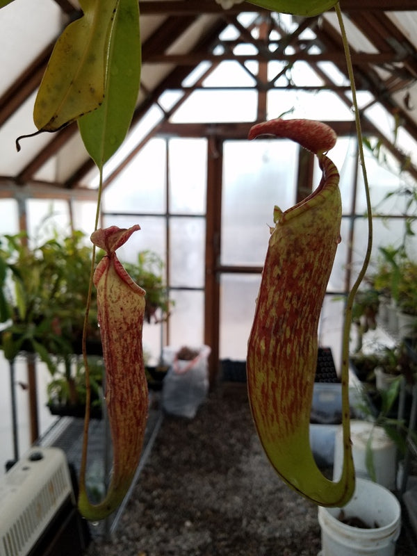 Nepenthes "240 spuh"