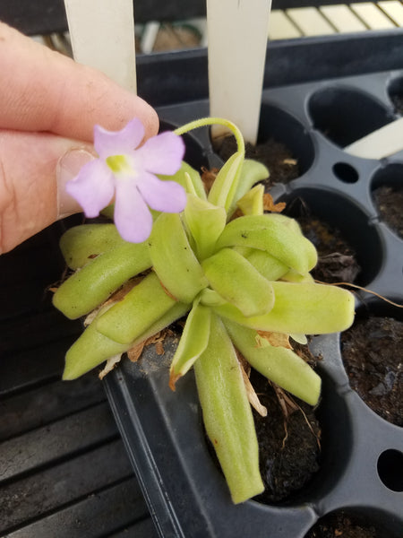 Pinguicula 'Aphrodite'