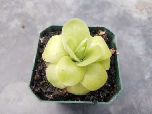 Pinguicula 'Huahuapan'
