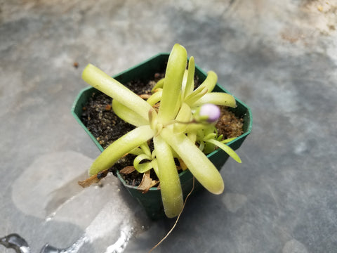 Pinguicula gracilis x moctezumae