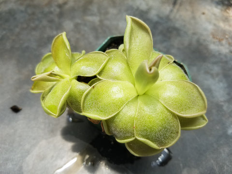 P. moranensis x ehlersiae