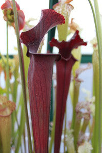 flava var. rubri x (mitcheliana